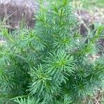 Tagetes filifolia Blatt