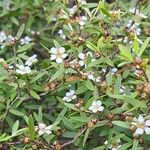 Leptospermum laevigatum Fula