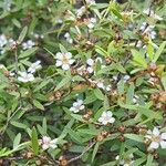 Leptospermum laevigatum പുഷ്പം