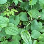 Smilax tamnoides Leaf