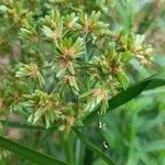 Cyperus virens 花