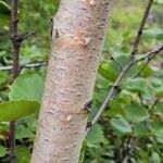 Betula humilis Кора