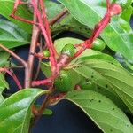 Nectandra purpurea Άλλα