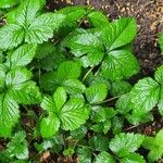 Potentilla indica Blatt