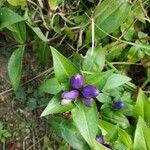 Gentiana clausa Blüte