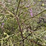 Agalinis tenuifolia Rhisgl