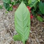 Odontonema tubaeforme Leaf