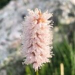 Bistorta officinalis Bloem