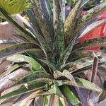 Agave maculata Leaf