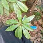 Pieris formosa Likasa