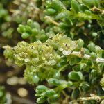 Salsola longifolia Fruto