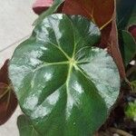 Begonia erythrophylla List
