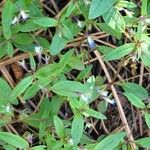 Collinsia parviflora പുഷ്പം