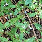 Collinsia parviflora Blomst