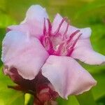 Strophanthus gratus Flower