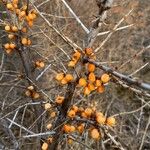 Hippophae rhamnoides फल