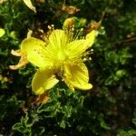 Hypericum balearicum 花