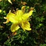 Hypericum balearicum Flor
