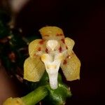 Tuberolabium papuanum Λουλούδι
