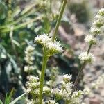 Valeriana ruizlealiiFlower