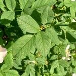 Rosa corymbifera Hoja