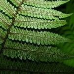 Cyathea surinamensis Лист