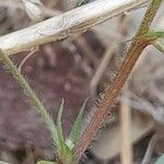 Medicago laciniata Bark