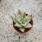 Echeveria agavoides葉