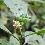 Solanum thelopodium Фрукт