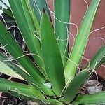 Agave filifera Habit