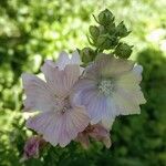 Malva alcea花