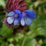 Anchusella cretica Квітка