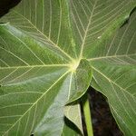 Sterculia apetala Leaf