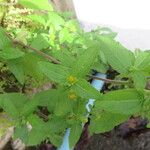 Eleutheranthera ruderalis Frunză