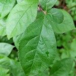 Pourthiaea villosa Blatt