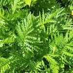 Tanacetum macrophyllum List