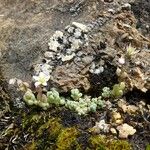 Sedum dasyphyllum Habitat