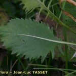 Klasea lycopifolia Blad