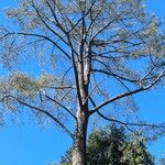 Pinus torreyana خشب