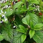 Heliotropium arborescens List