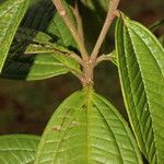 Miconia ibaguensis List