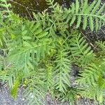 Tanacetum vulgareFeuille