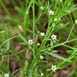 Thesium ramosum Leaf