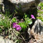 Primula hirsuta Cvet