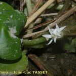 Heteranthera reniformis Mosusu