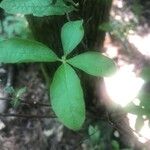 Rhododendron canescens Fuelha