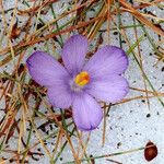 Crocus corsicus Flower