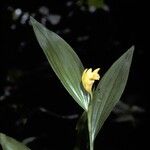 Sobralia bletiae Çiçek