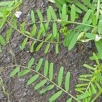 Vicia hirsuta Blatt