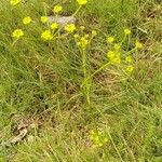 Seseli peucedanoides Flor